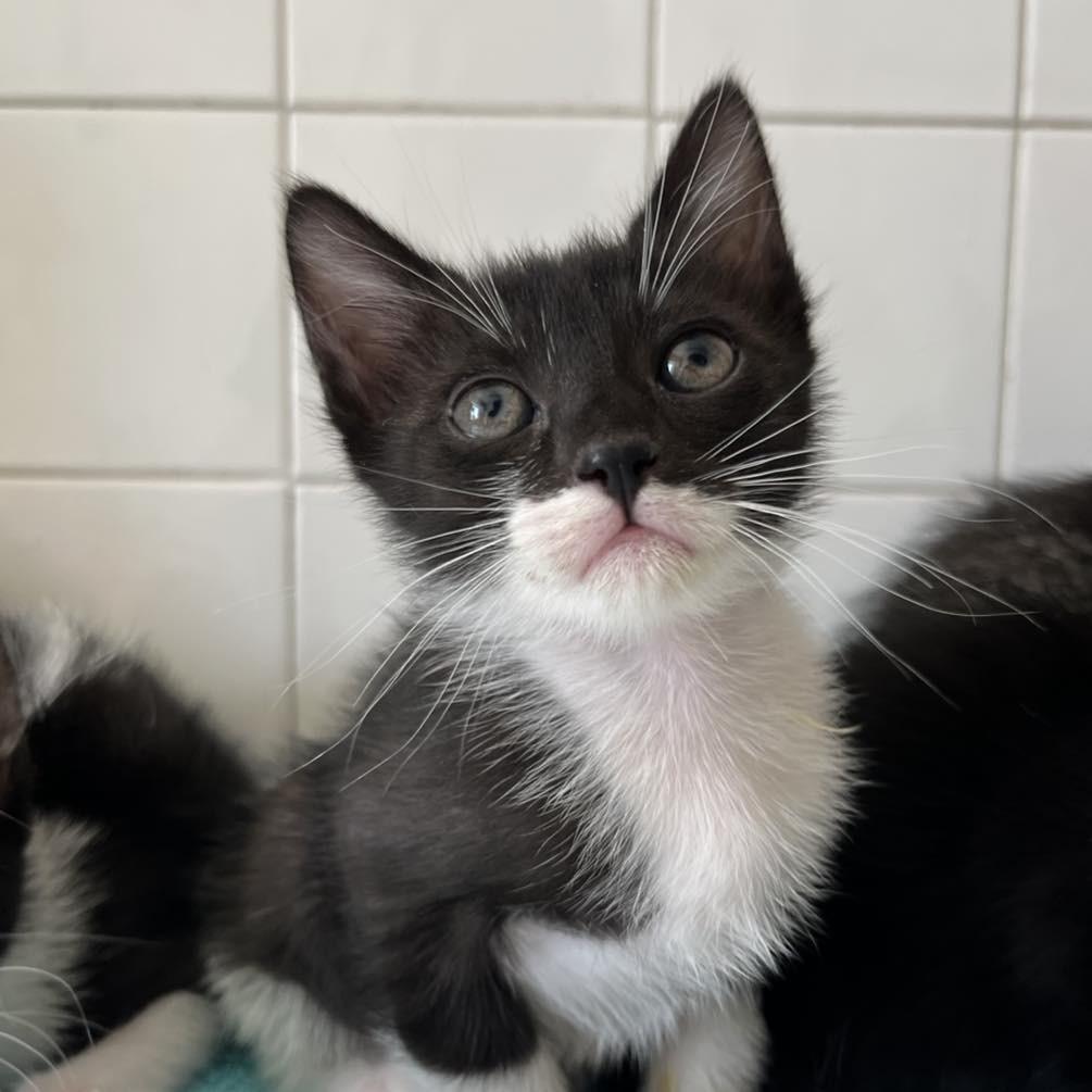 Bonitão, gato de porte pequeno para adoção em Fátima - TO