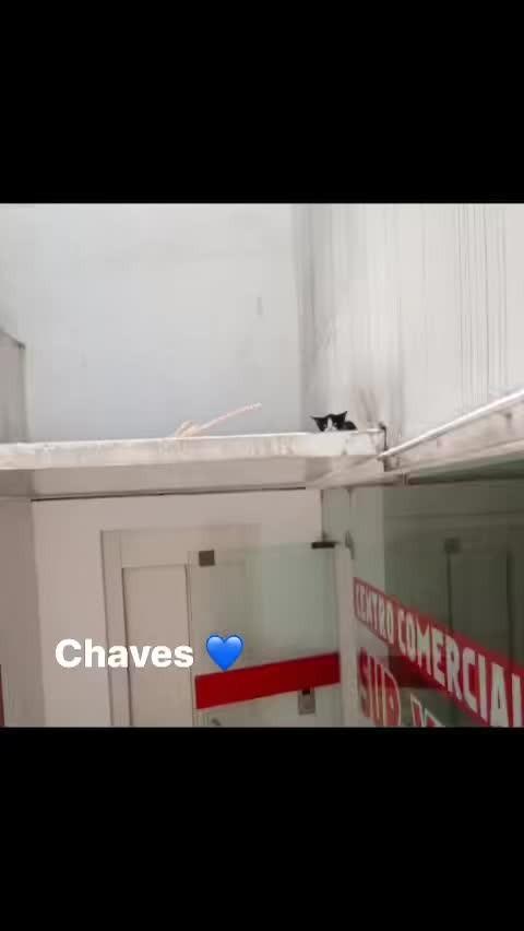 Chaves, gato para adoção em Fátima - TO