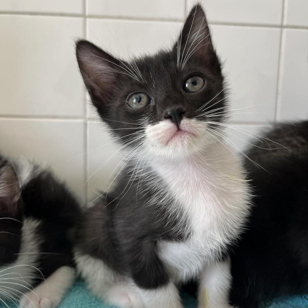 Frajolinha, gato para adoção em Fátima - TO
