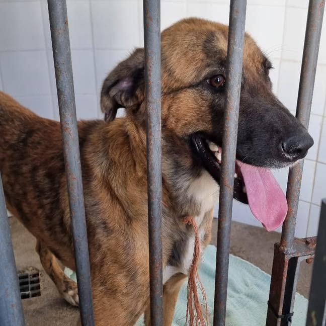 Glória, cadela de porte pequeno para adoção em Fátima - TO