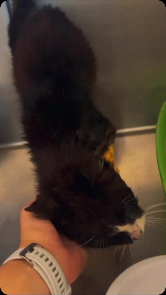 Terror, gato de porte grande para adoção em Fátima - TO