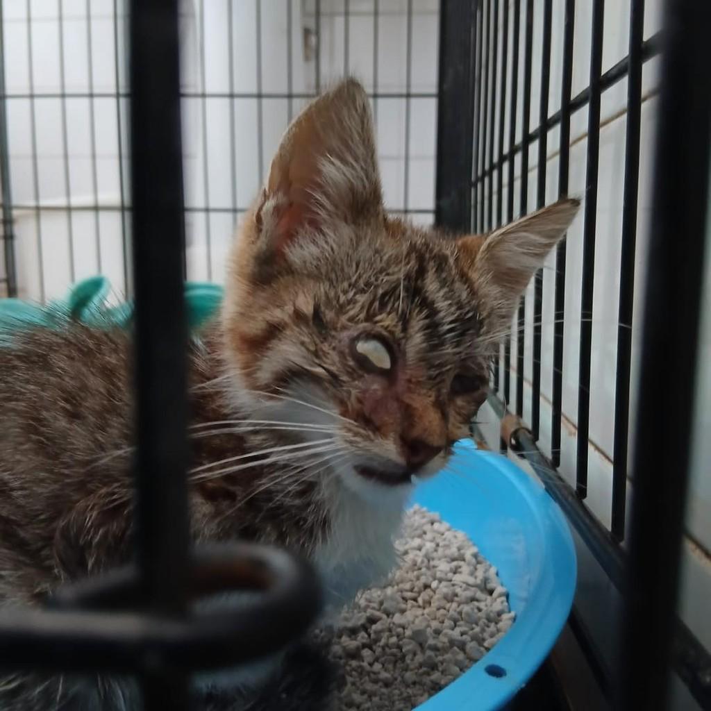 Pizza, gato de porte pequeno para adoção em Fátima - TO