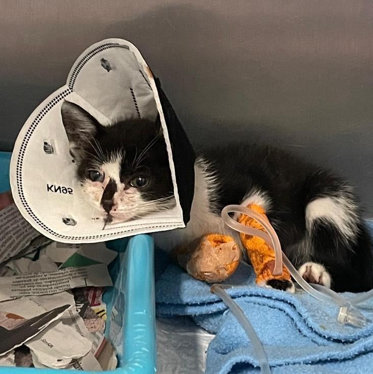 Flora, gato de porte pequeno para adoção em Fátima - TO
