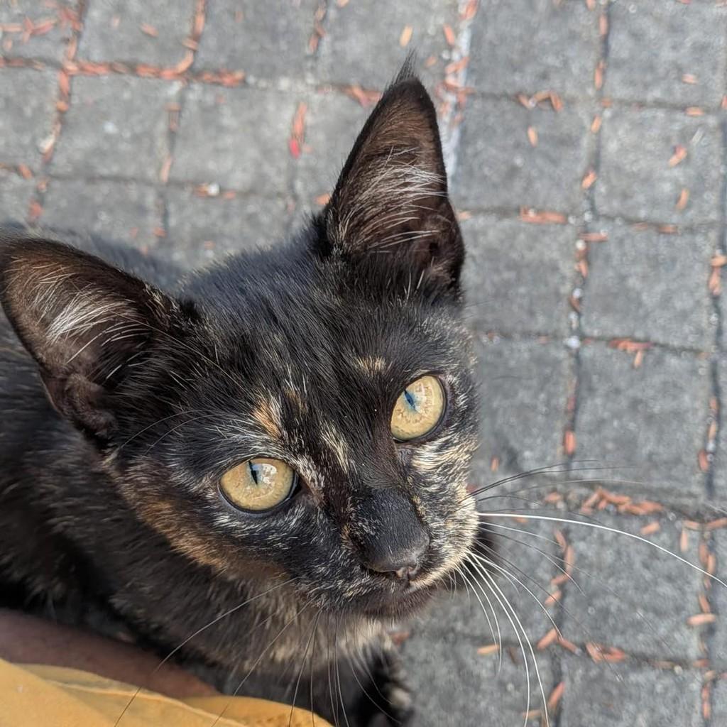 Miúda Gira, gata de porte pequeno para adoção em Fátima - TO