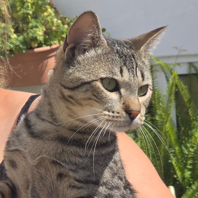 Tweety, gato de porte médio para adoção em Fátima - TO