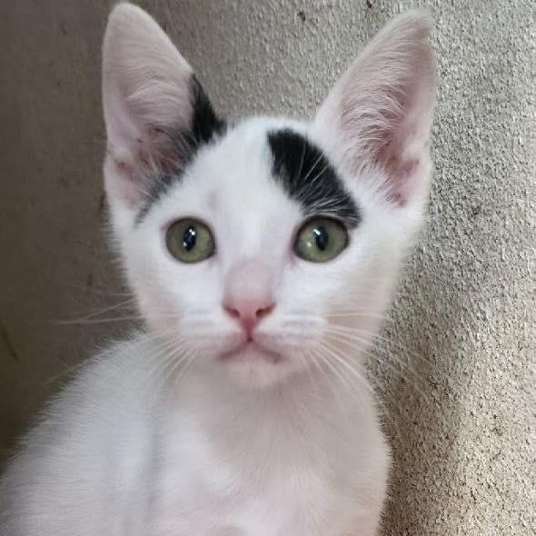 Neve, gato de porte pequeno para adoção em Fátima - TO