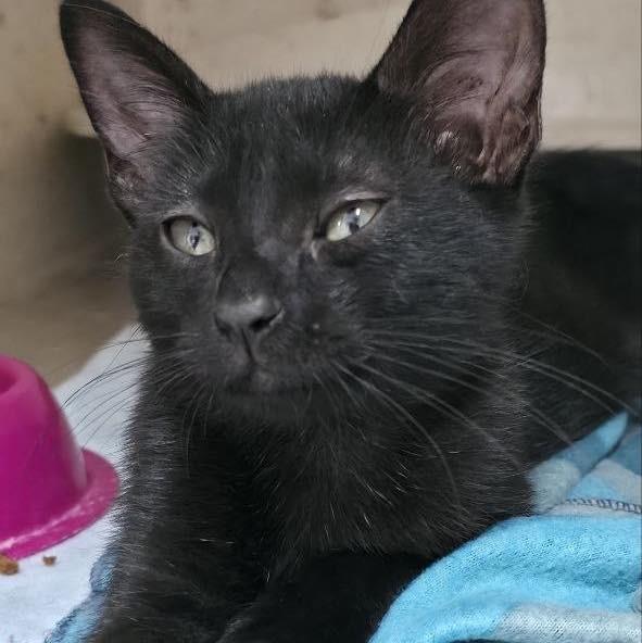 Dumba, gata de porte pequeno para adoção em Fátima - TO