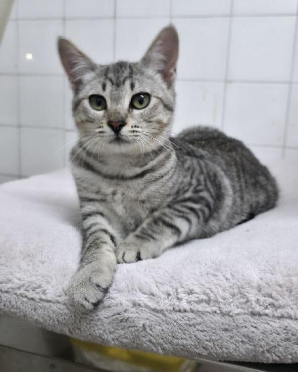 Sofia, gata de porte pequeno para adoção em Fátima - TO