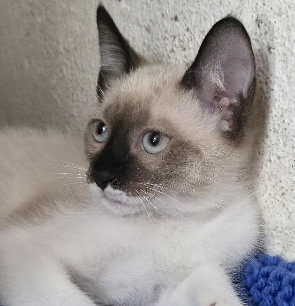 Zig, gato de porte pequeno para adoção em Fátima - TO