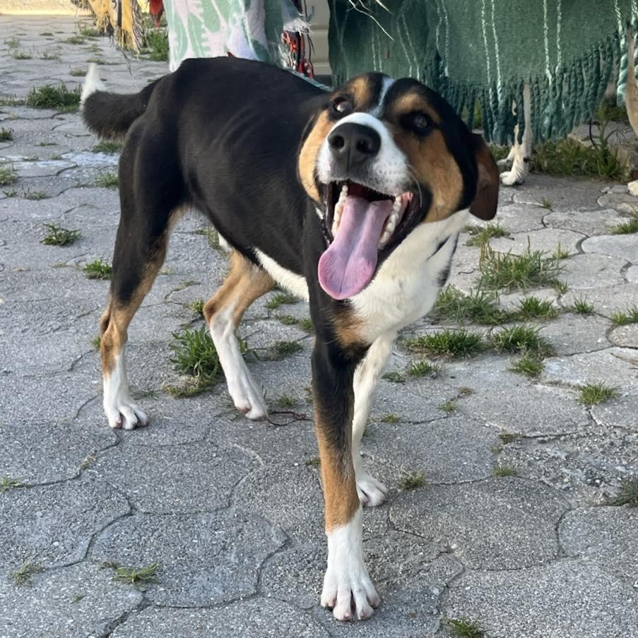Lucky, cachorro de porte médio para adoção em Fátima - TO