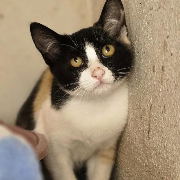 Sissi, gato de porte pequeno para adoção em Nazaré - TO