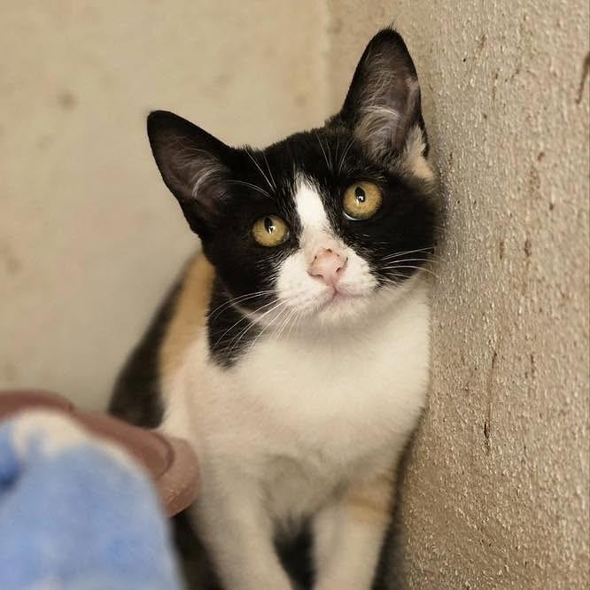 Sissi, gato de porte pequeno para adoção em Nazaré - TO — foto 2 de 2