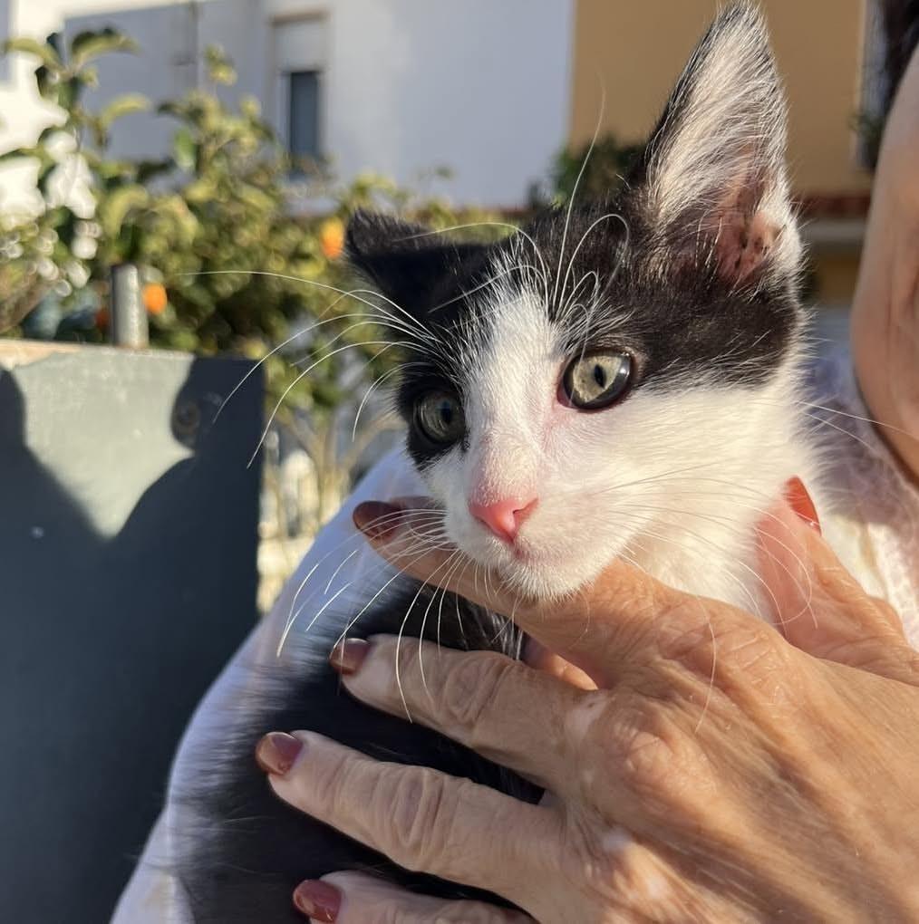 Sr Dias, gato de porte pequeno para adoção em Fátima - TO