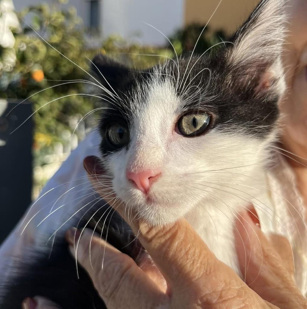 Sr Dias, gato de porte pequeno para adoção em Fátima - TO — foto 2 de 2