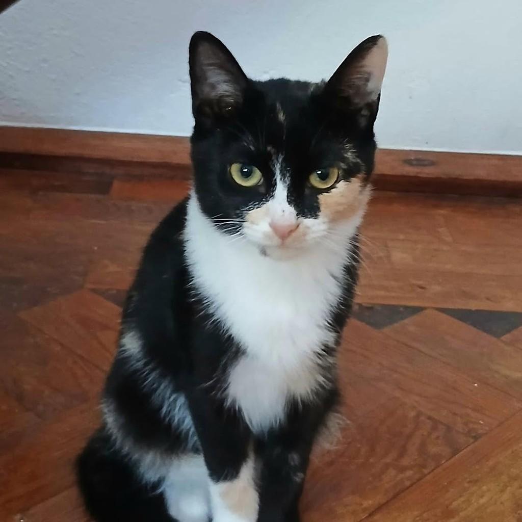 Nina, gata de porte pequeno para adoção em Nazaré - TO