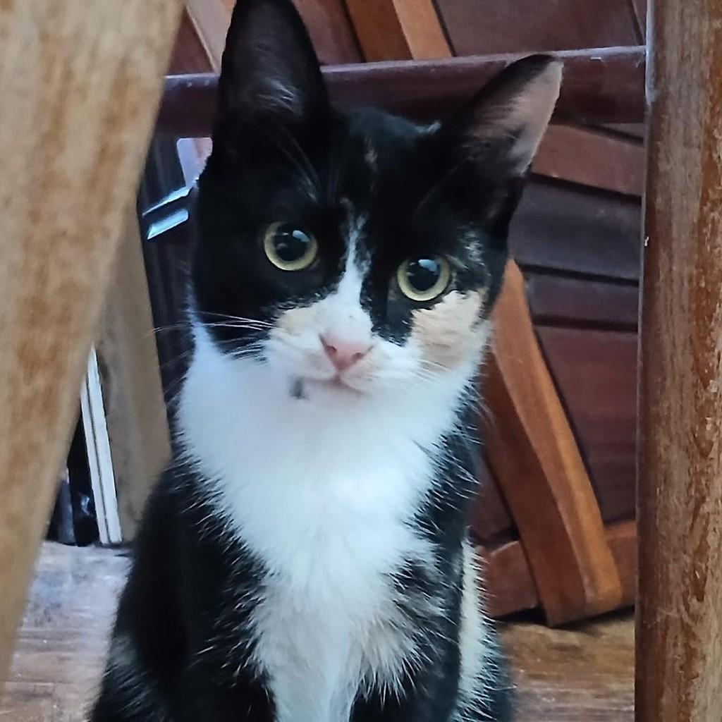 Nina, gata de porte pequeno para adoção em Nazaré - TO — foto 2 de 7