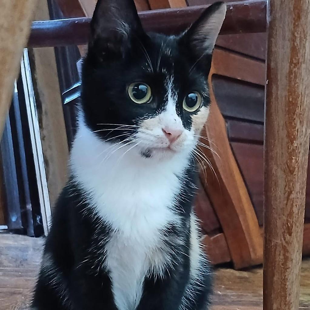 Nina, gata de porte pequeno para adoção em Nazaré - TO — foto 3 de 7