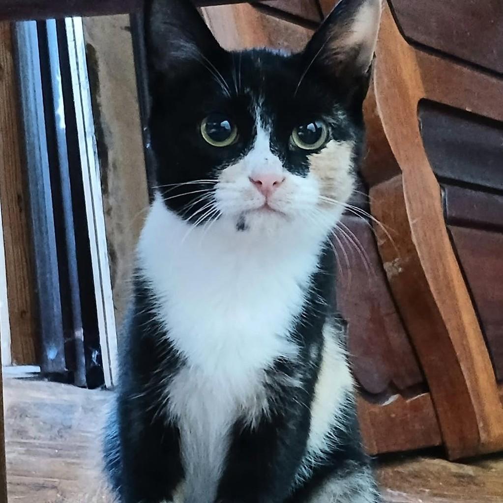 Nina, gata de porte pequeno para adoção em Nazaré - TO — foto 4 de 7