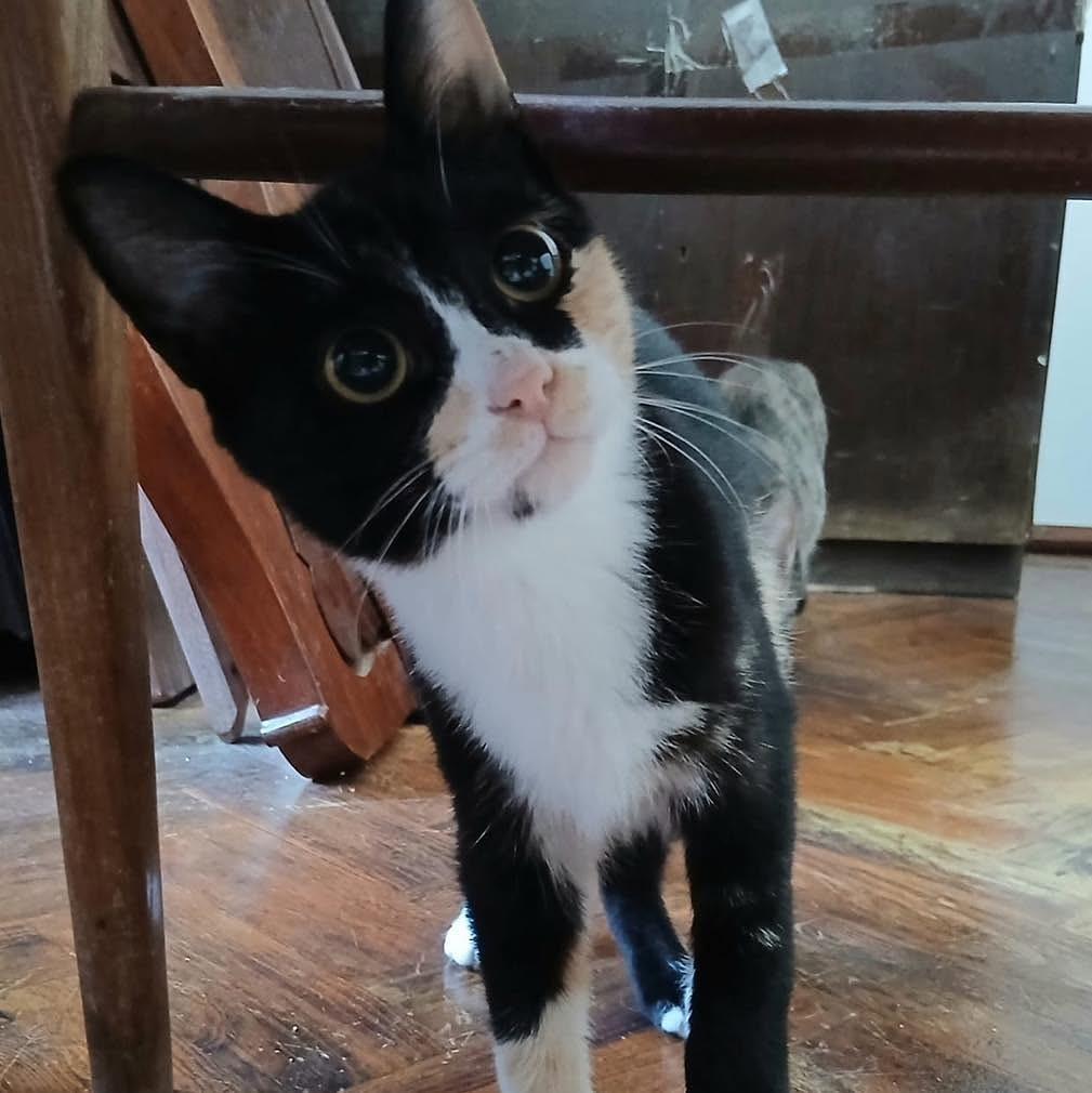 Nina, gata de porte pequeno para adoção em Nazaré - TO — foto 5 de 7