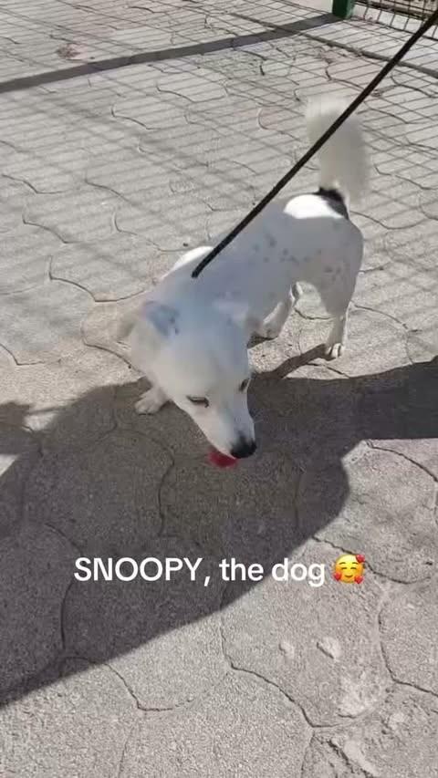 Snoopy, cachorro de porte pequeno para adoção em Nazaré - TO