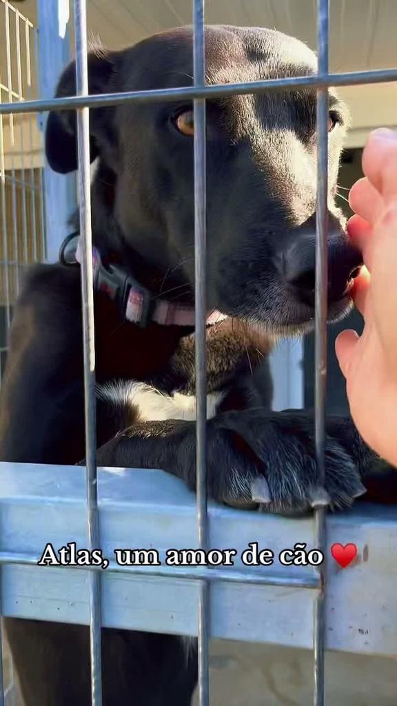 Atlas, cachorro de porte grande para adoção em Fátima - TO