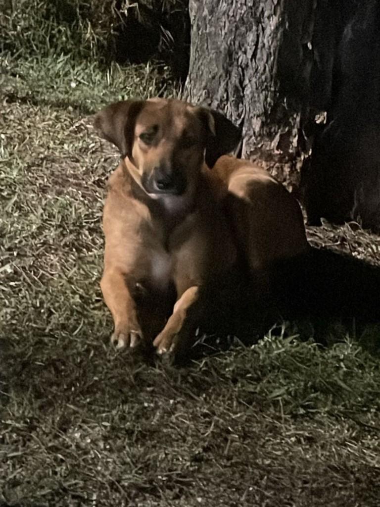 Betina, cadela de porte médio para adoção em Imbituba - SC