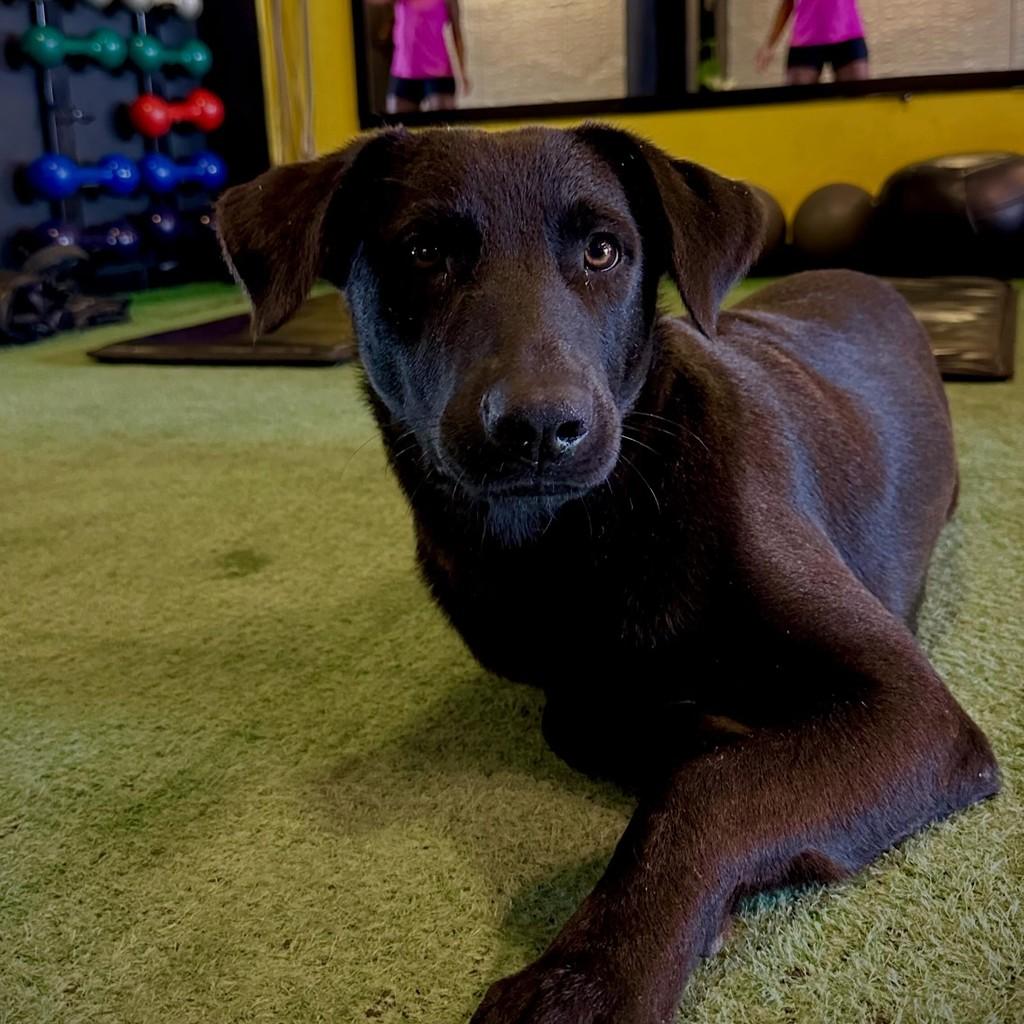 Orelha, cachorro de porte médio para adoção em Imbituba - SC