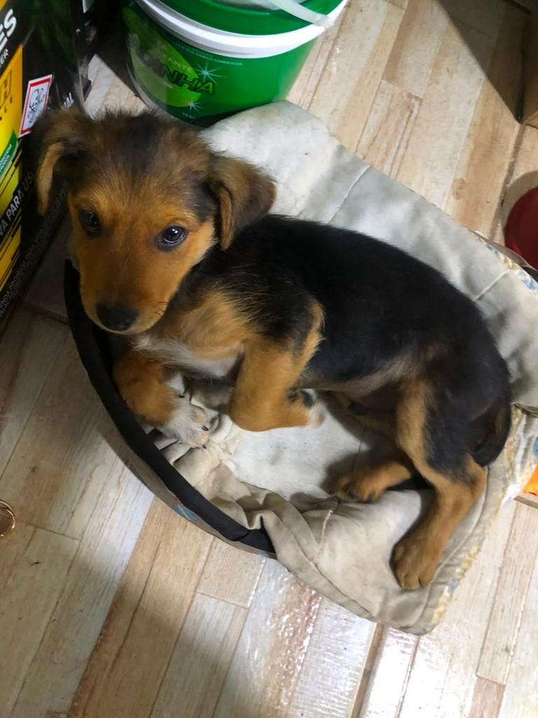 Nenhum, cadela de porte pequeno para adoção em Imbituba - SC