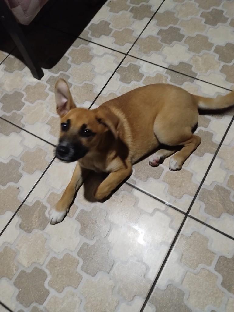 Nenê, cachorro de porte pequeno para adoção em Imbituba - SC
