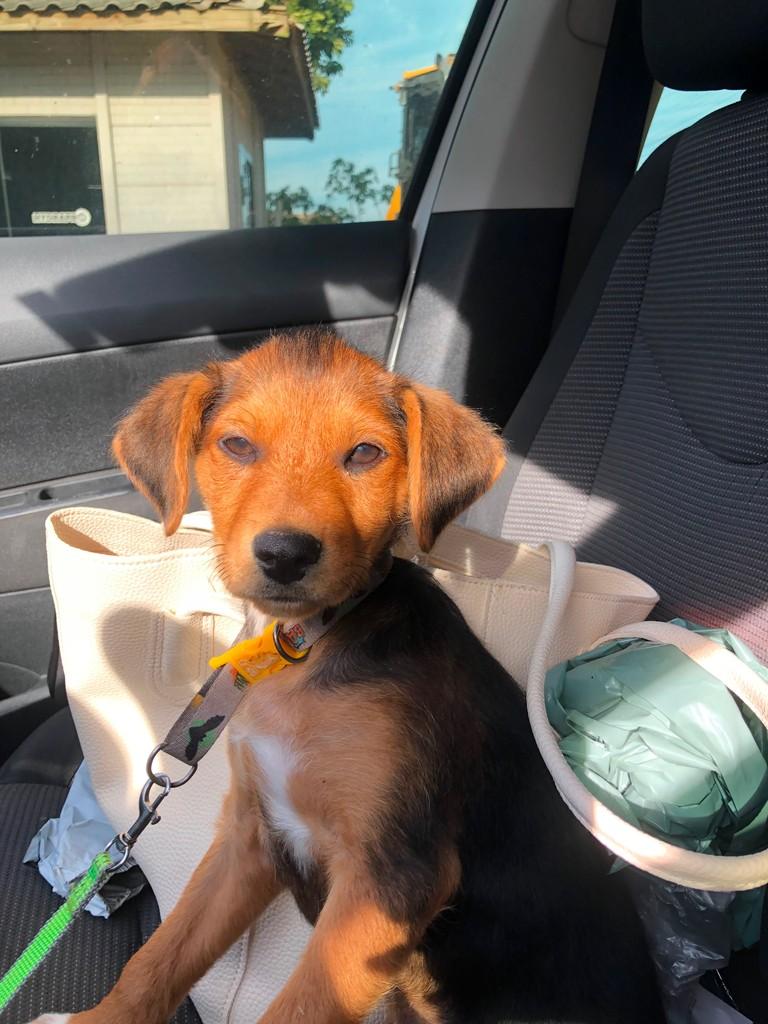 Arthuzinho, cachorro de porte pequeno para adoção em Imbituba - SC