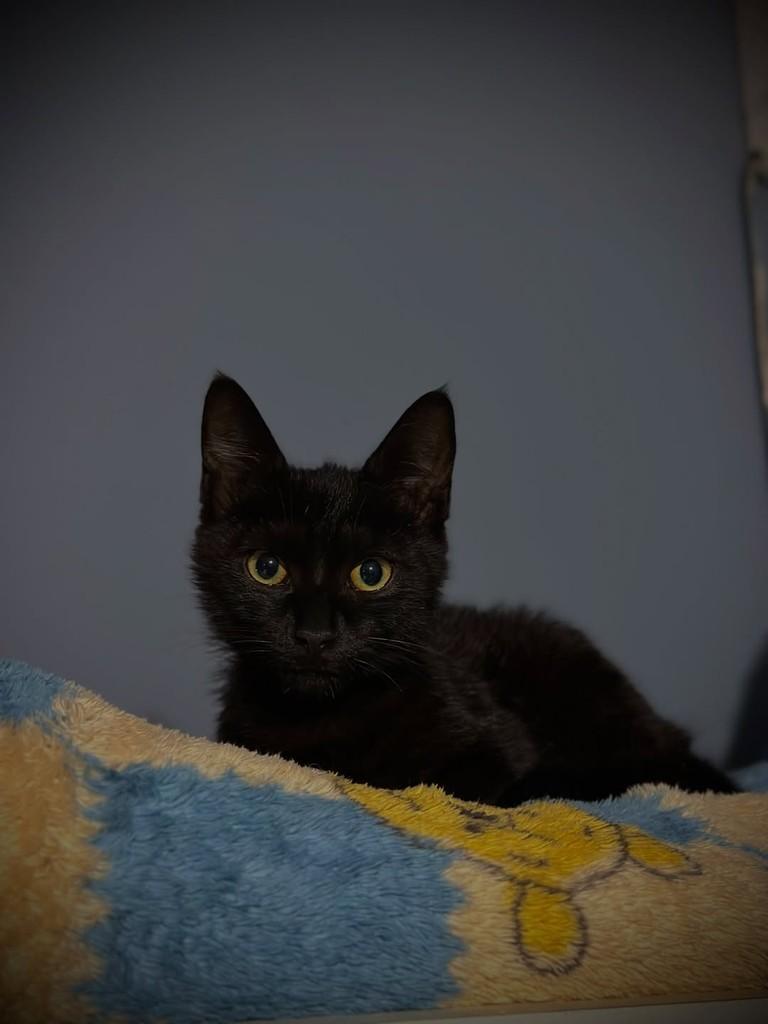 Quiku, gata de porte pequeno para adoção em Imbituba - SC