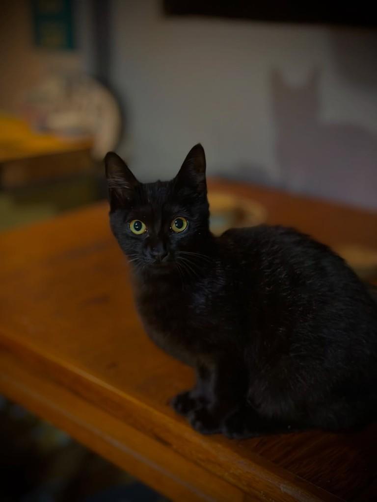 Quiku, gata de porte pequeno para adoção em Imbituba - SC — foto 2 de 3