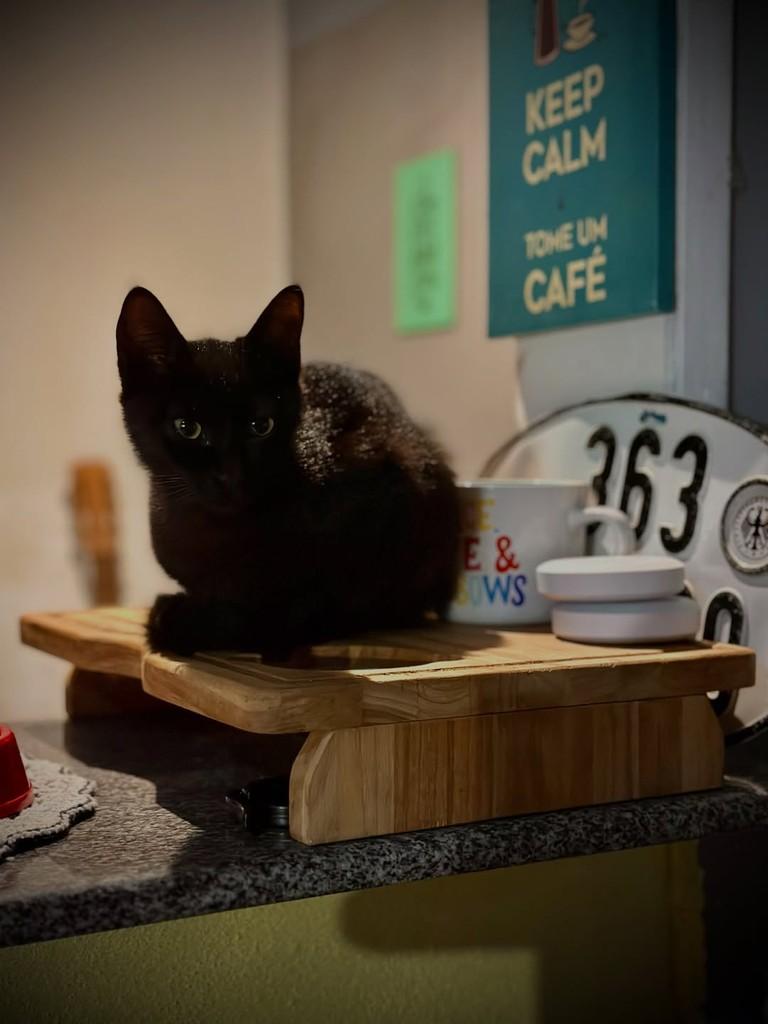 Quiku, gata de porte pequeno para adoção em Imbituba - SC — foto 3 de 3