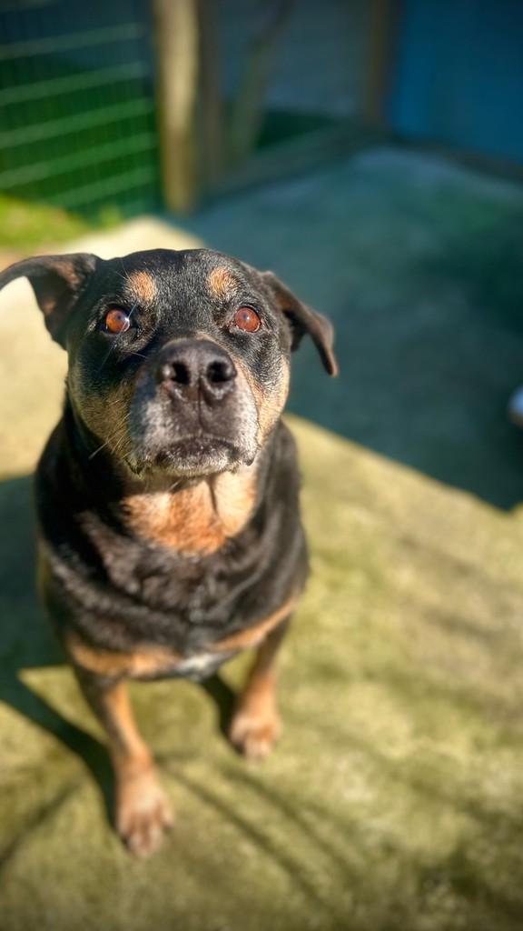 Kannemann, cachorro de porte grande para adoção em Imbituba - SC