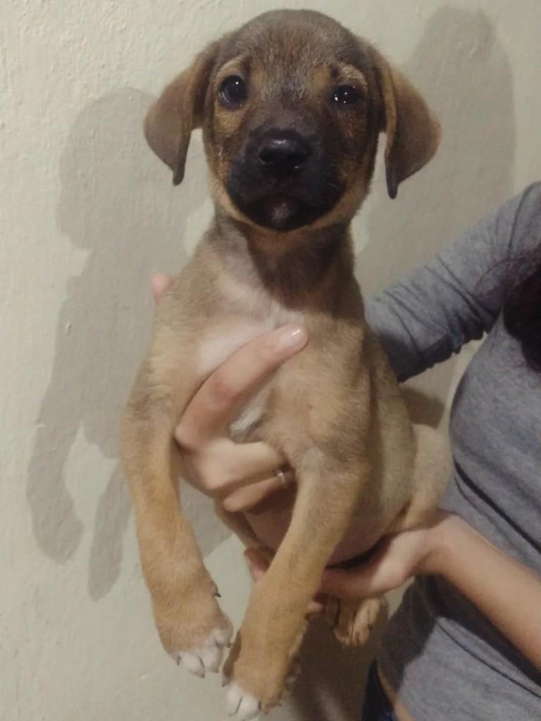 Princesinha, cachorro de porte pequeno para adoção em Senador Firmino - MG