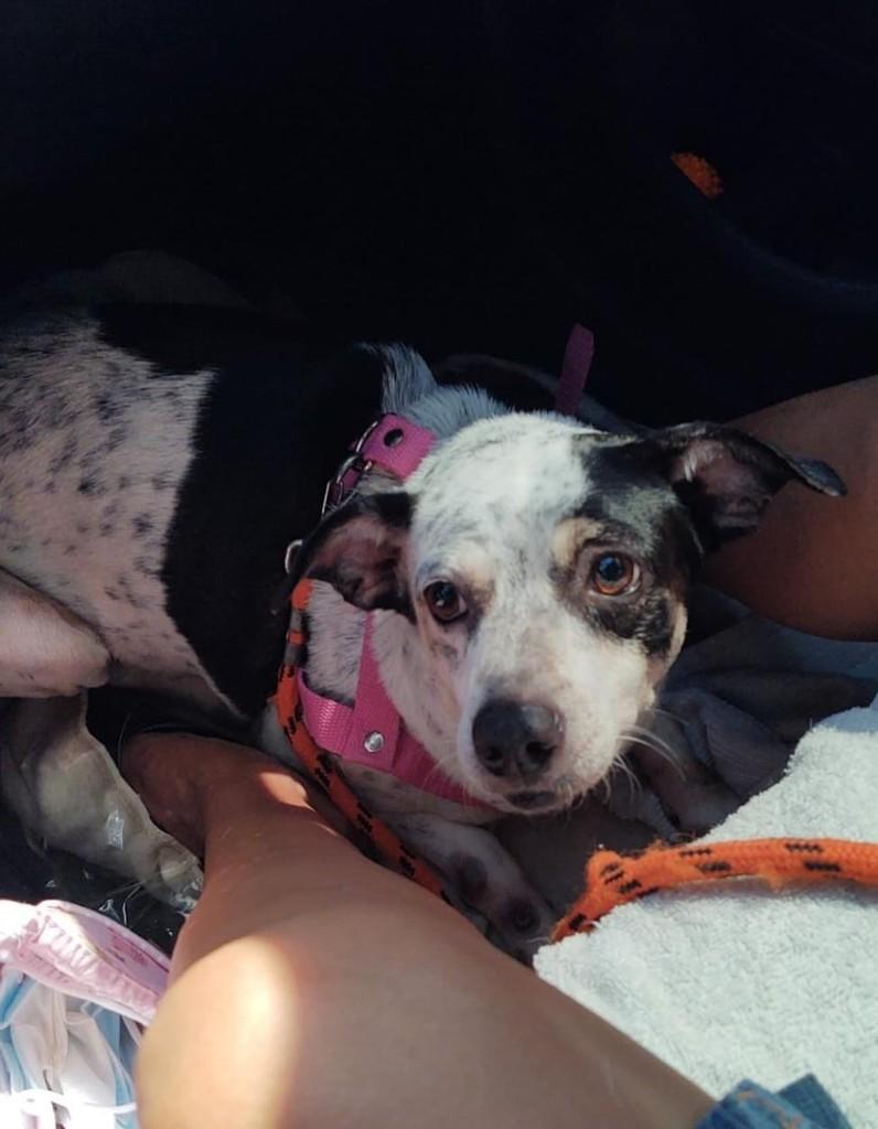 Eva, cadela de porte pequeno para adoção em Manaus - AM — foto 2 de 8