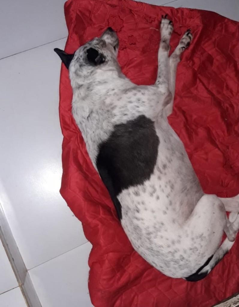 Eva, cadela de porte pequeno para adoção em Manaus - AM — foto 4 de 8