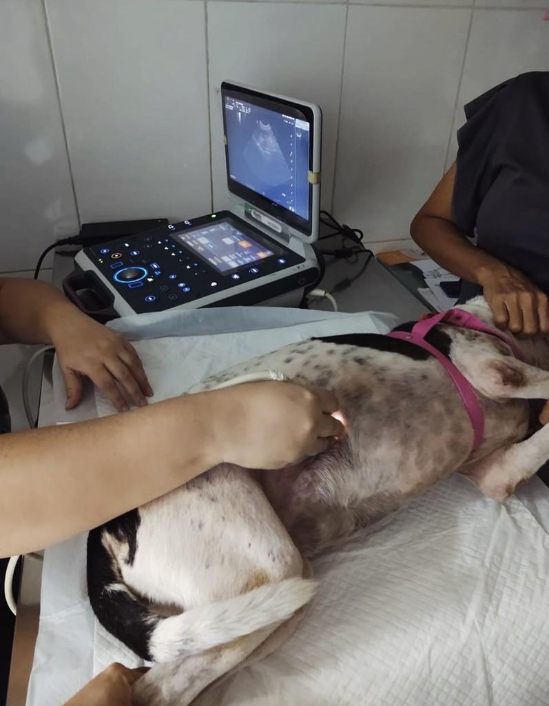 Eva, cadela de porte pequeno para adoção em Manaus - AM — foto 5 de 8