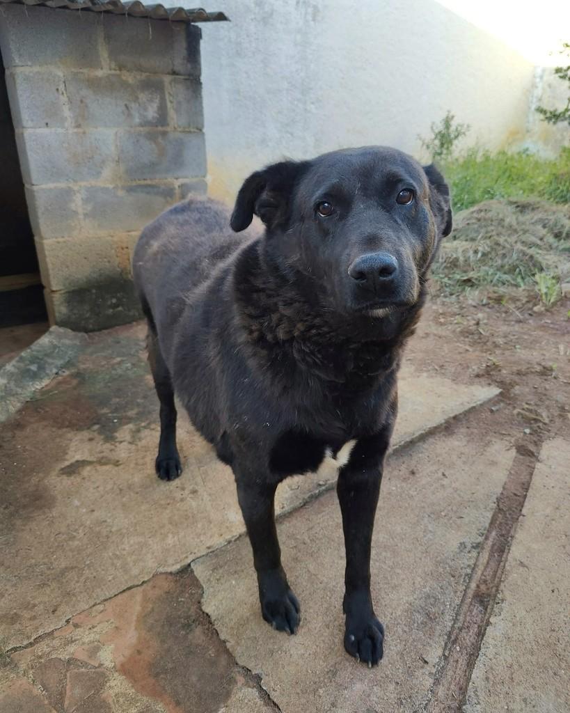 Negão, cachorro de porte médio para adoção em Guaxupé - MG