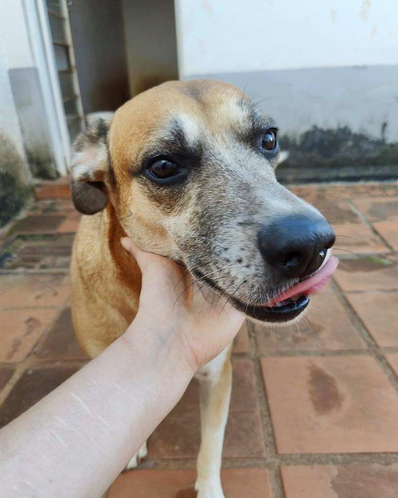 Tyder, cachorro de porte pequeno para adoção em Guaxupé - MG