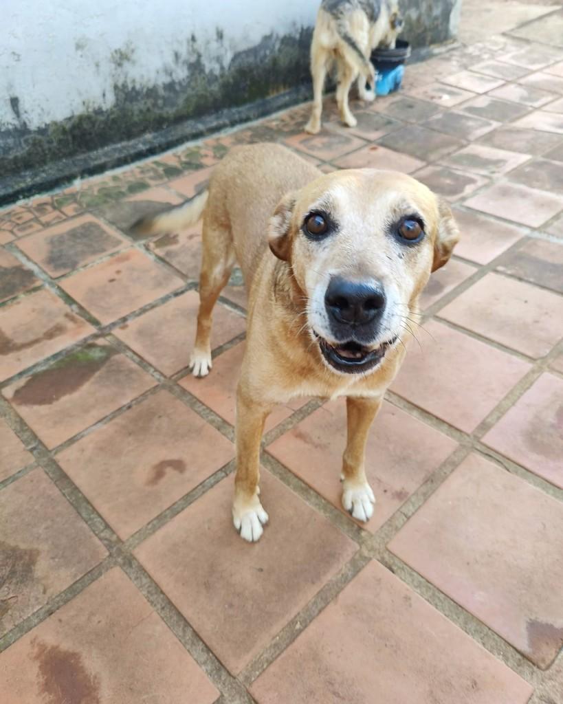 Marelo, cachorro de porte médio para adoção em Guaxupé - MG