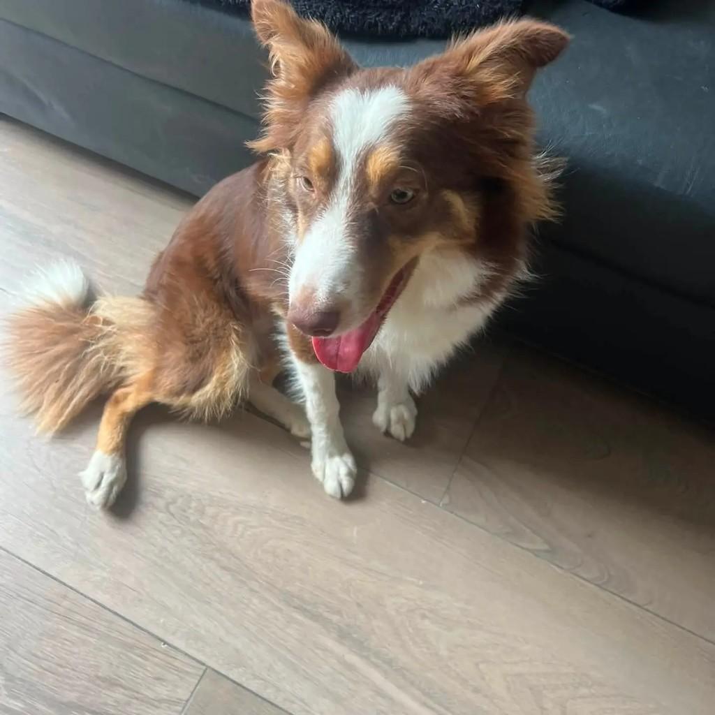 Cacau, cachorro de porte médio para adoção em Blumenau - SC