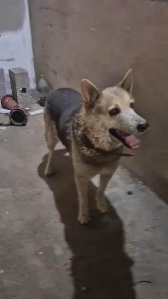 Vitorio, cachorro de porte médio para adoção em Varginha - MG