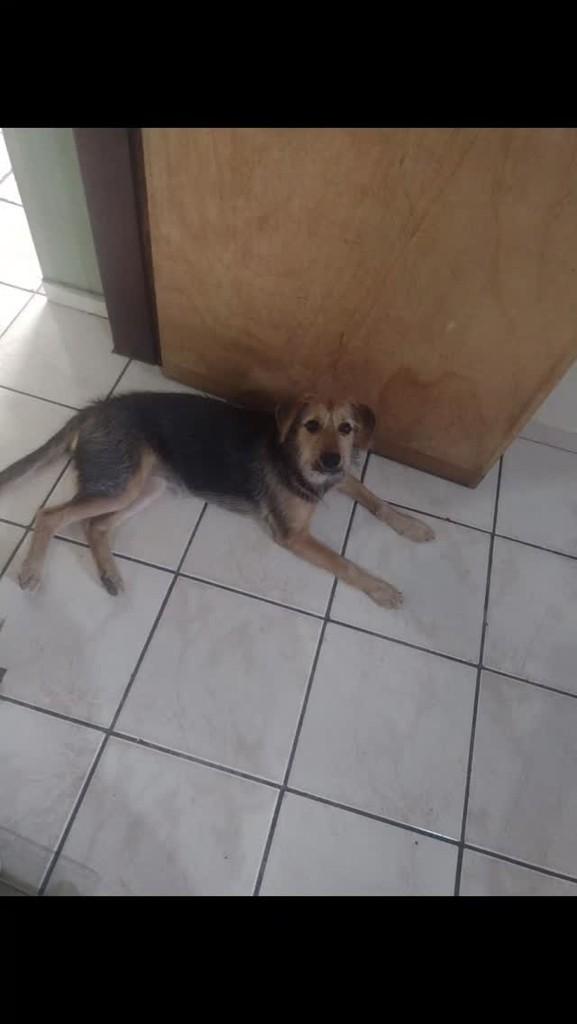 Luna, cachorro de porte pequeno para adoção em Varginha - MG