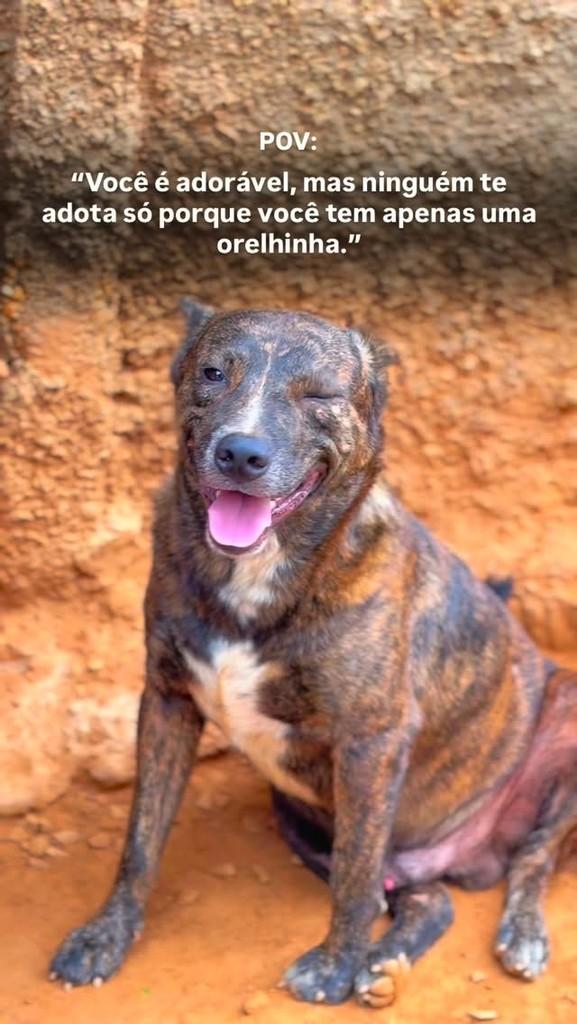 Eduardo, cachorro de porte médio para adoção em Paracatu - MG
