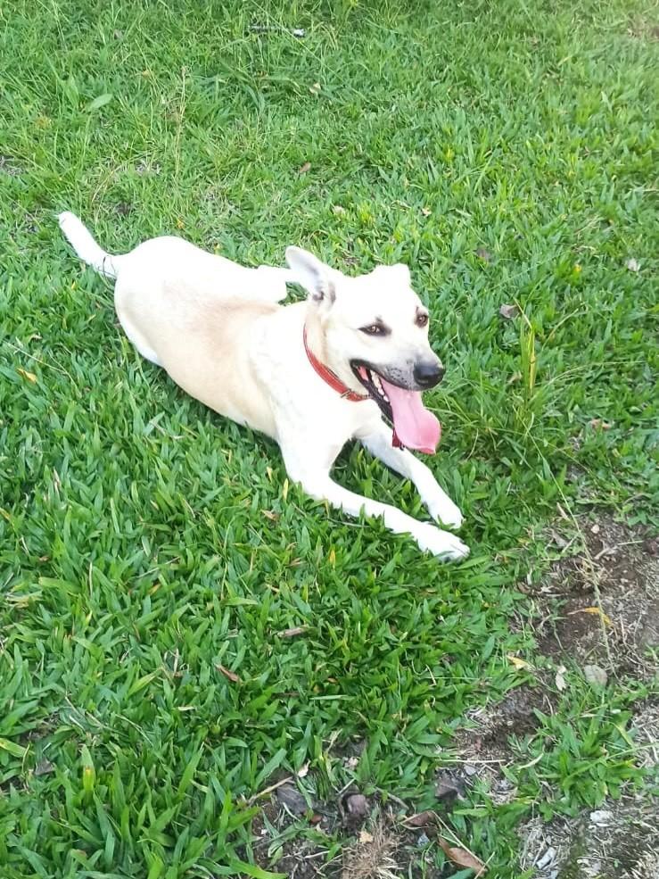 Panda, cachorro de porte grande para adoção em Caxias do Sul - RS