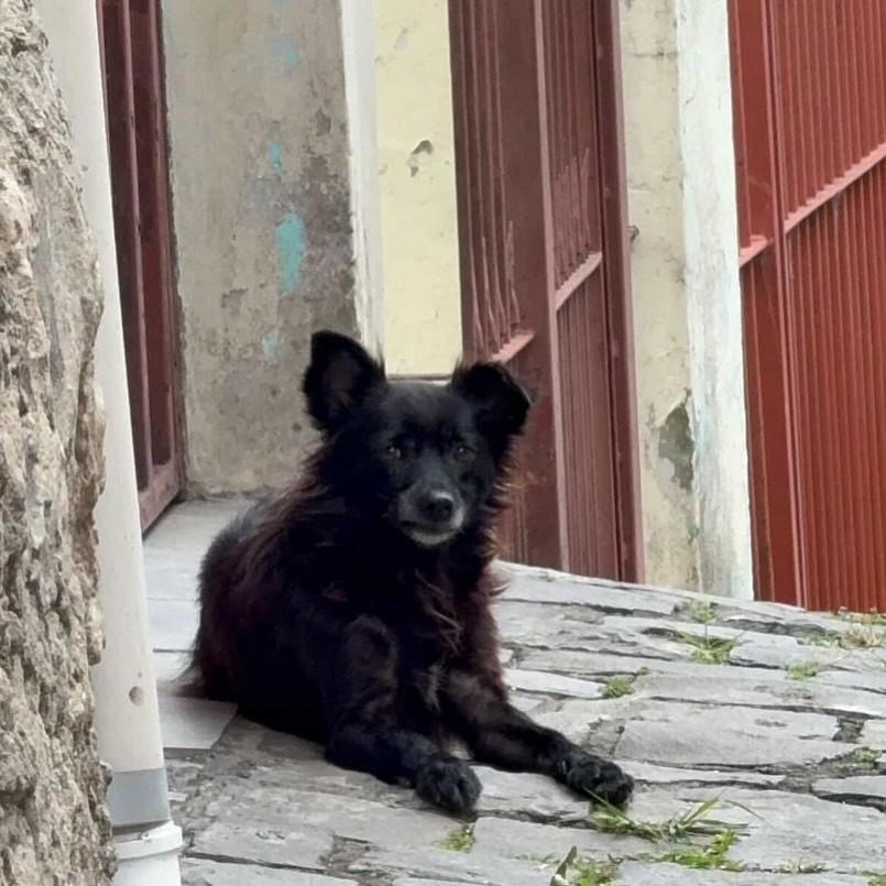 Flor, cadela de porte pequeno para adoção em Caxias do Sul - RS