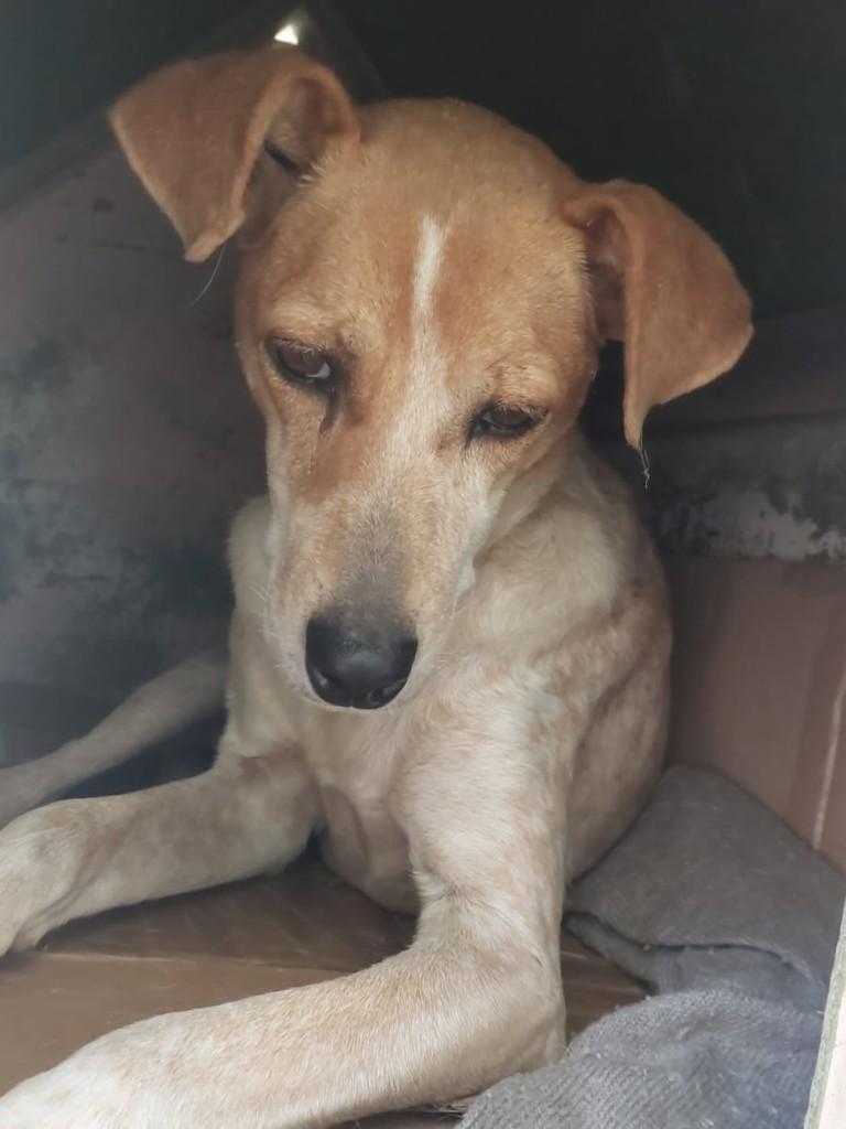Amora, cachorro de porte pequeno para adoção em Caxias do Sul - RS
