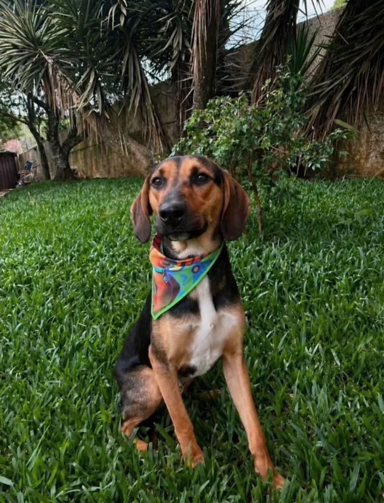 Simba, cachorro de porte grande para adoção em Caxias do Sul - RS