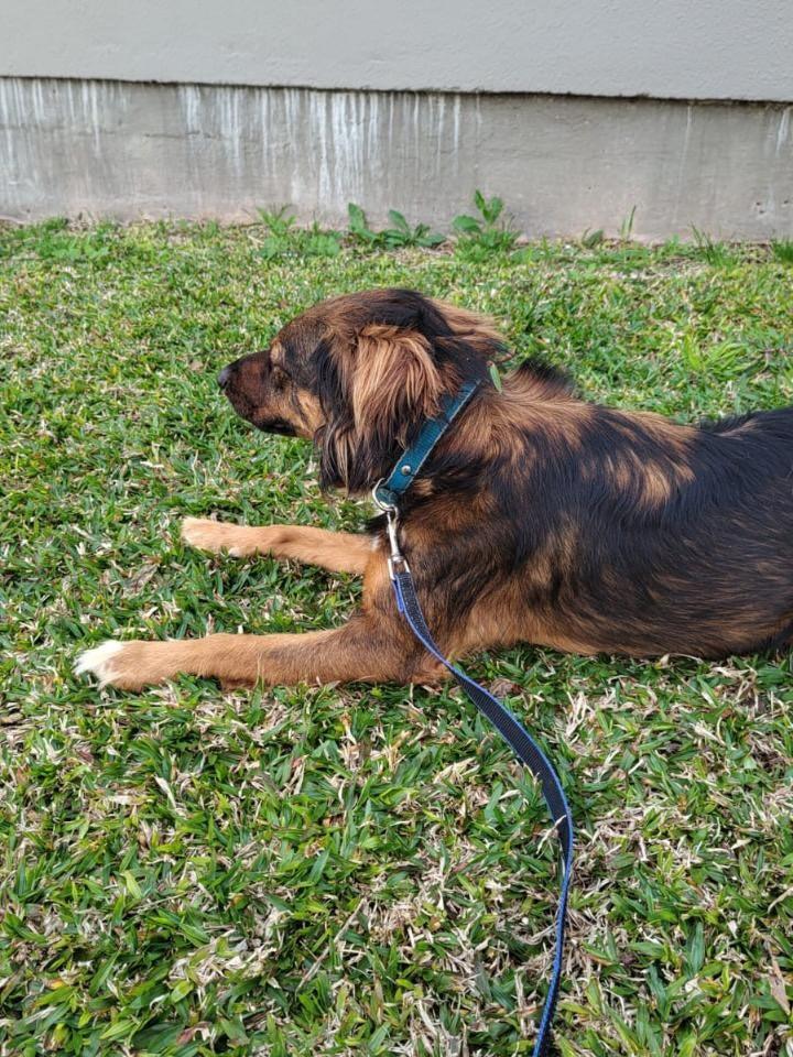 Fred, cachorro de porte médio para adoção em Caxias do Sul - RS